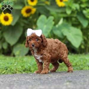 Dolly, Miniature Poodle Puppy